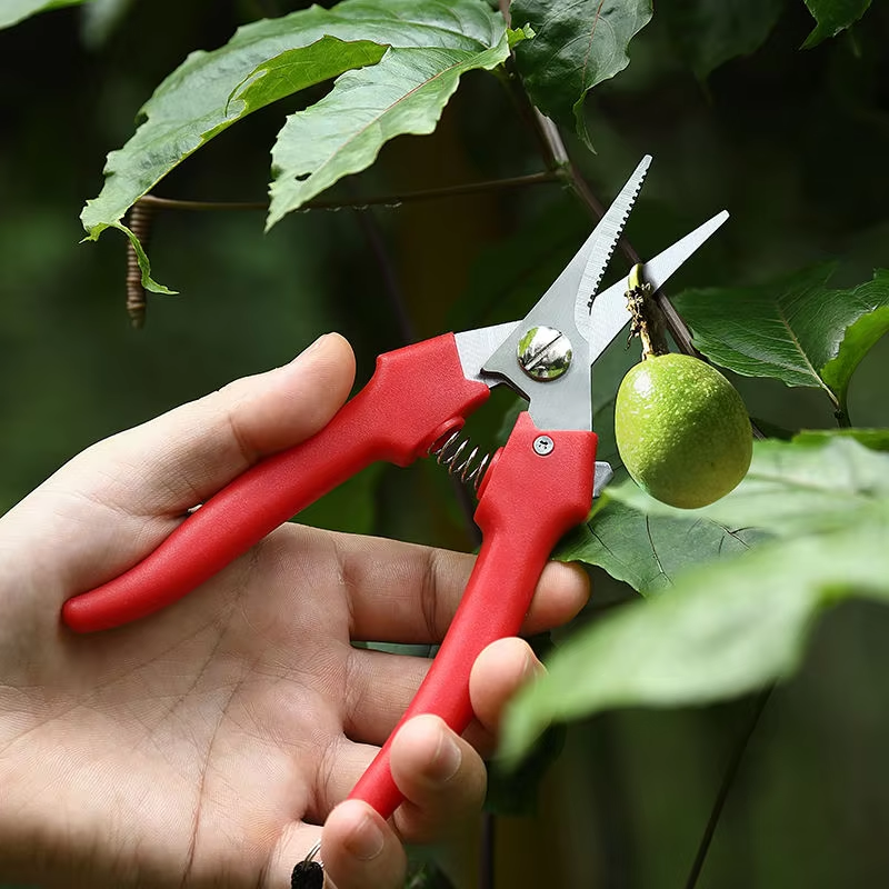 Garden shears trimming tree branches